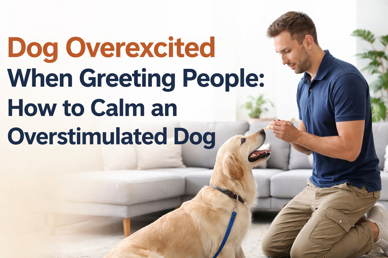 Dog Overexcited When Greeting People: How to Calm an Overstimulated Dog